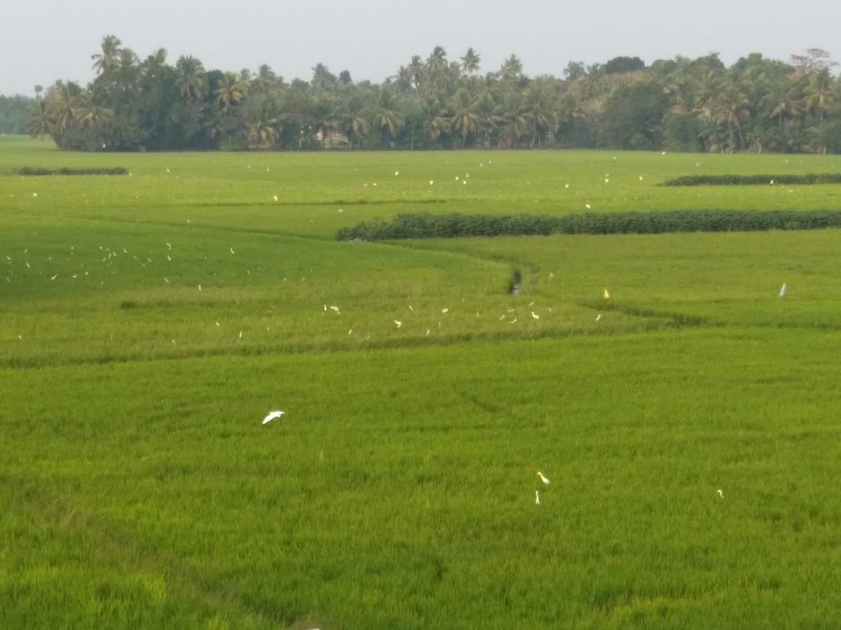 Pozhiyoram Ayurveda Beach Resort Alappuzha Zewnętrze zdjęcie